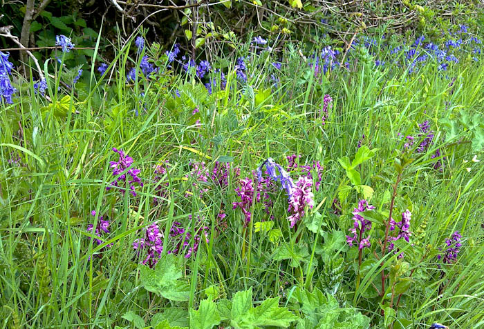 Early Purple Orchid lakegate lane Ryme Intrinseca Dorset Dorsetcamera