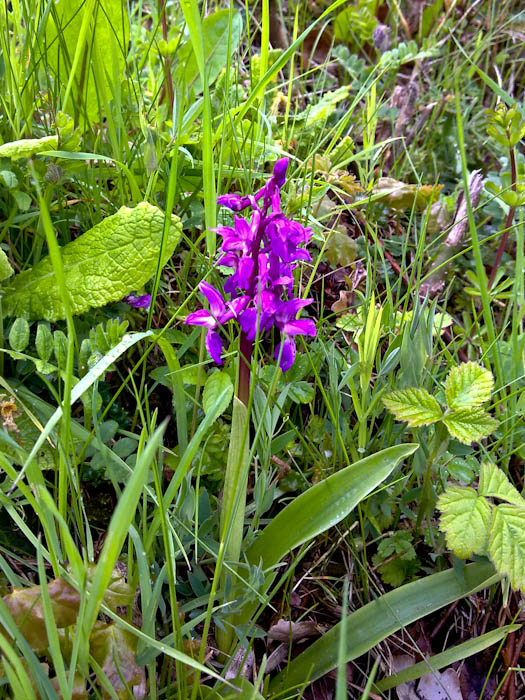 Early Purple Orchid lakegate lane Ryme Intrinseca Dorset Dorsetcamera