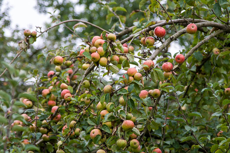 Broad Oak Apple day Sturminster Newton Dorset Dorsetcamera
