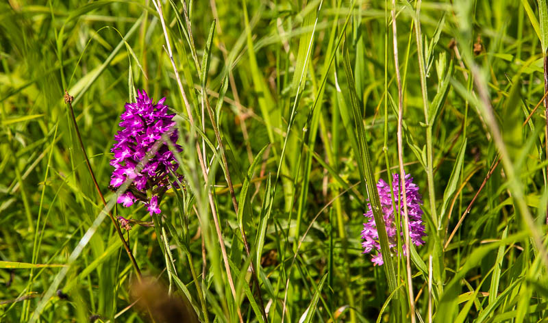 Sherborne Dorset Dorsetcamera Flora