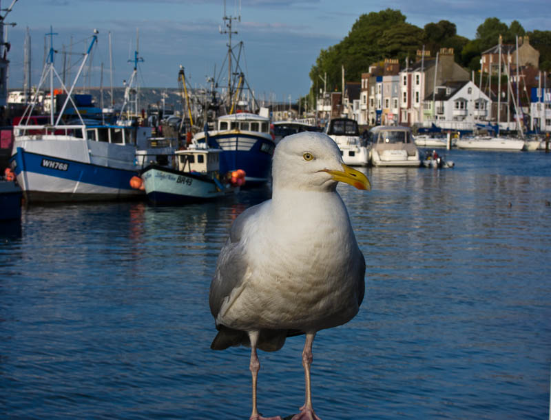 Weymouth Dorset Dorsetcamera