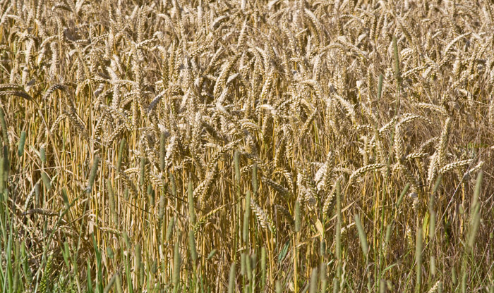 IMG_2448