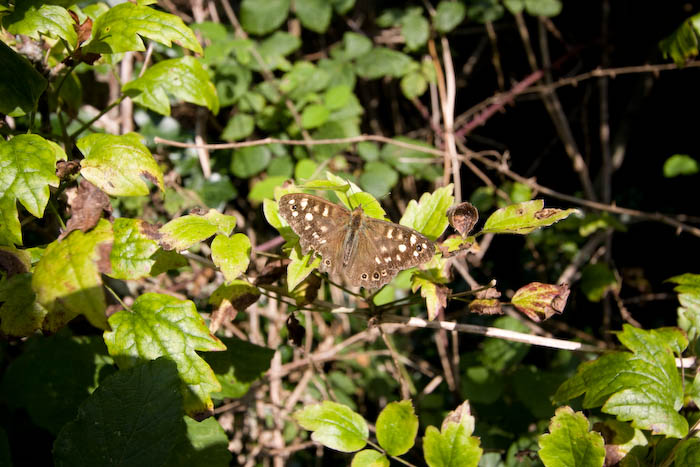 Speckled Wood Butterfly Lulworth Dorset