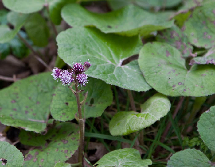 Dorsetcamera Winter Heliotrope Rodwell Trail Weymouth Dorset
