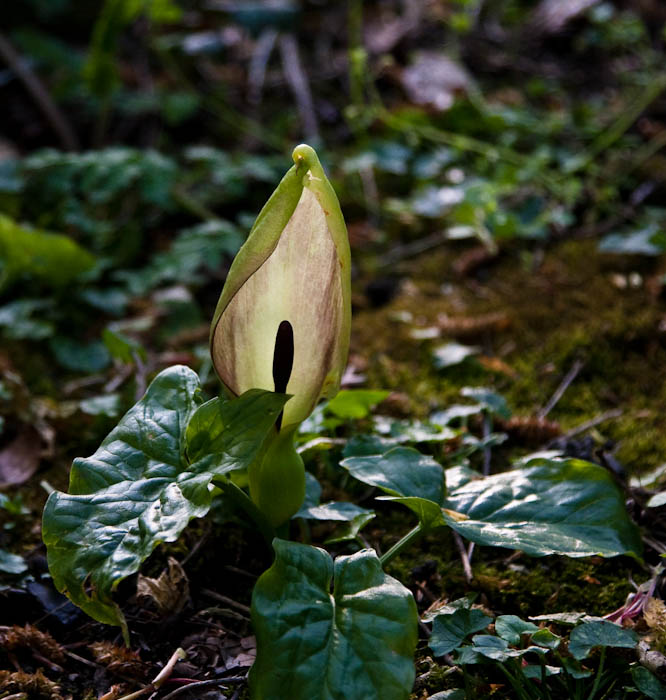 Wild Arum Sherborne Dorset Dorsetcamera