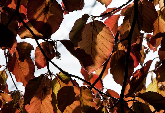 Beech Leaves Sherborne Dorset Dorsetcamera