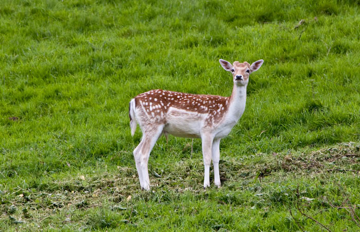 Fallow Deer Dyrham Park Gloucestershire Dorsetcamera