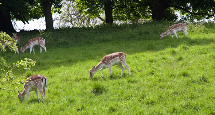 Fallow Deer Dyrham Park Gloucestershire Dorsetcamera