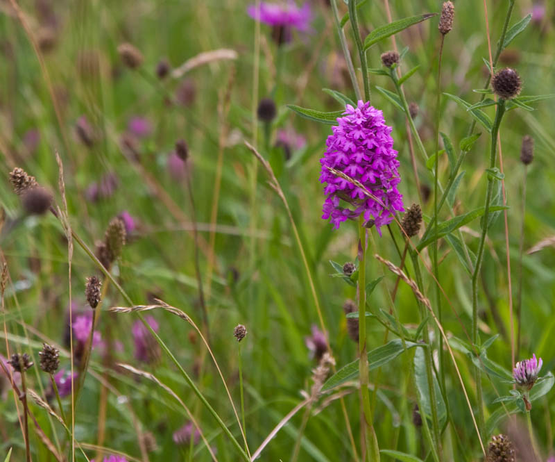 Sherborne Dorset Dorsetcamera Flora and Fauna