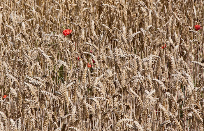 Wheat and Poppies Maiden Castle Dorchester Dorset Dorsetcamera