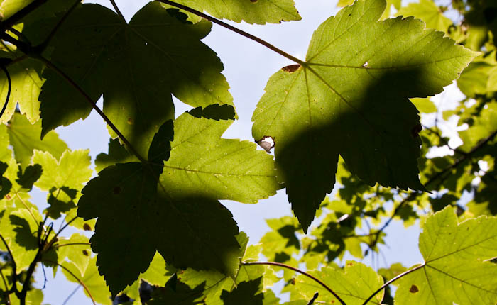 Sycamore Barrington Court Somerset Dorsetcamera