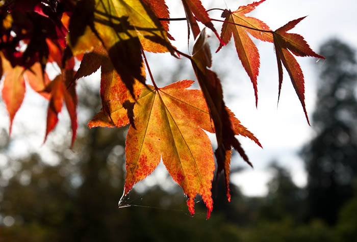 Stourhead Garden Wiltshire Dorsetcamera