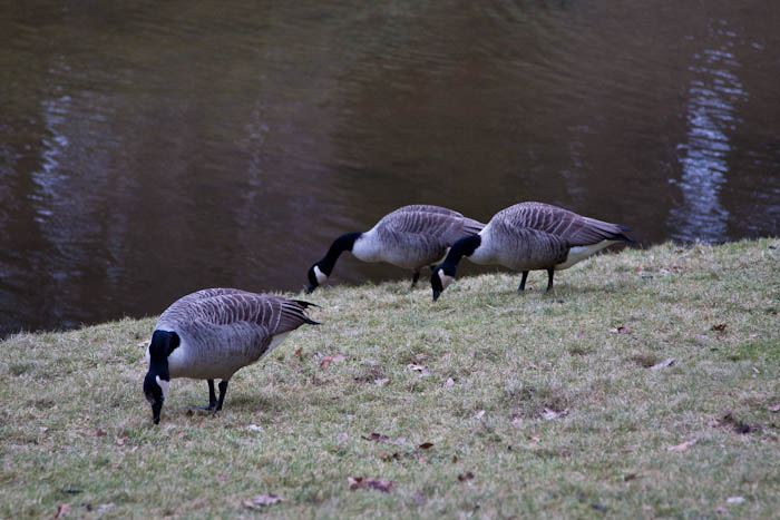 Canada Geese Stourhead Wiltshire Dorsetcamera