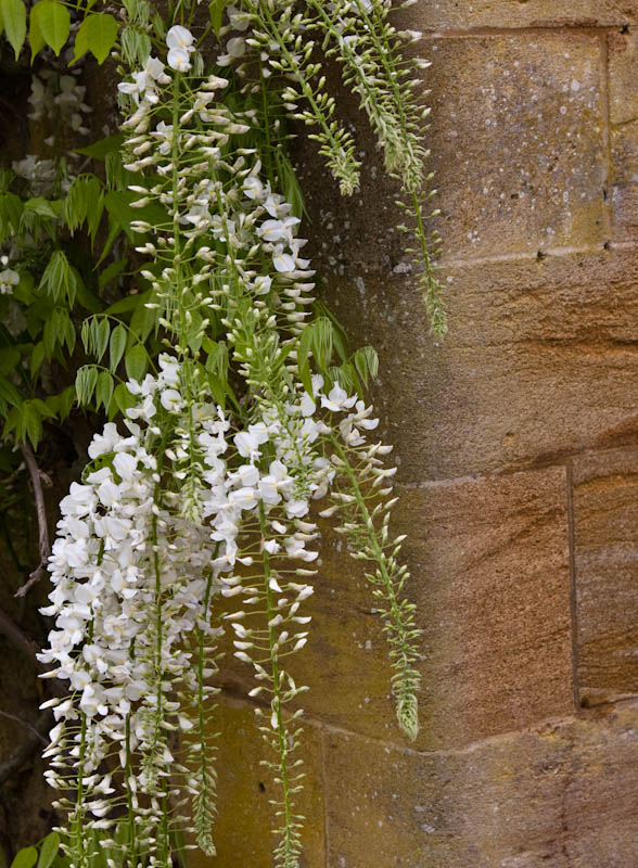 Barrington Court Somerset National Trust Dorsetcamera