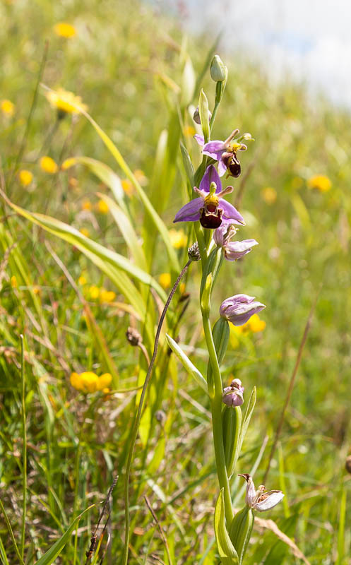 Bee Orchid Sherborne Dorset Dorsetcamera