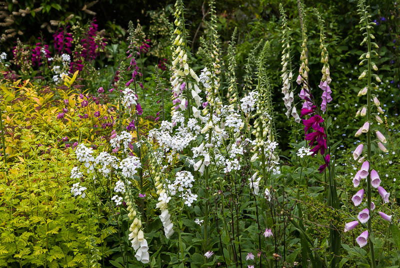 Tintinhull gardens Somerset Dorsetcamera