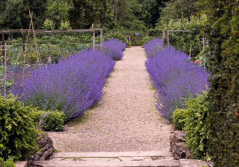 Tintinhull gardens Somerset Dorsetcamera