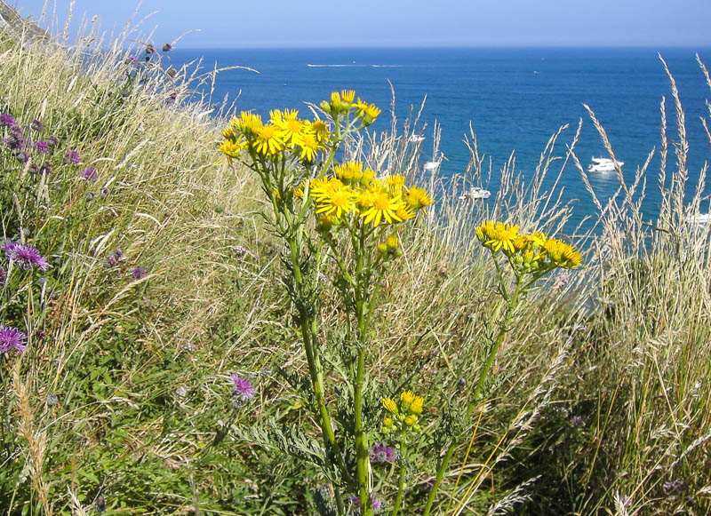 Dorsetcamera Swanage Coastpath Walk Dorset
