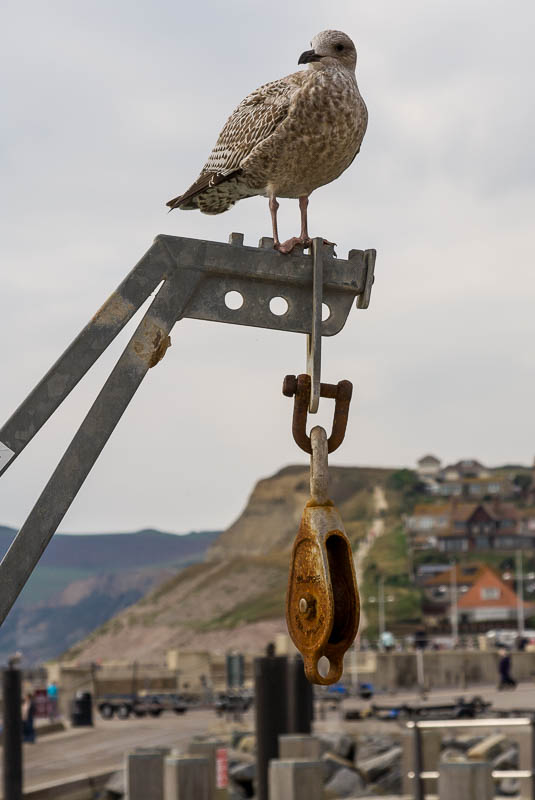 West Bay Dorset Dorsetcamera