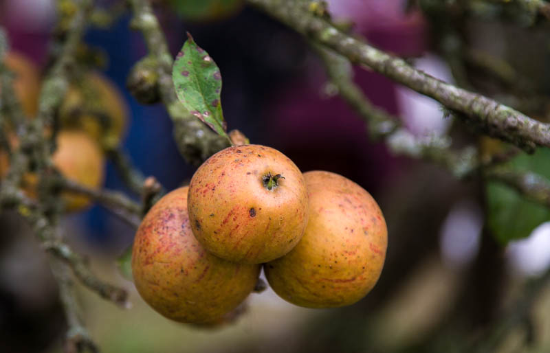 Broad Oak Apple day Sturminster Newton Dorset Dorsetcamera