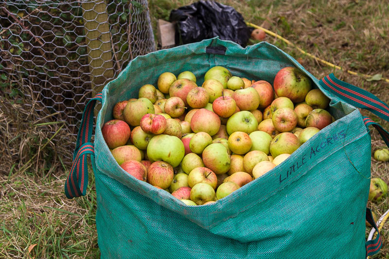 Broad Oak Apple day Sturminster Newton Dorset Dorsetcamera