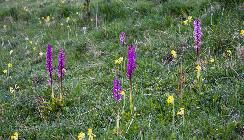 Early Purple Orchid Dorsetcamera