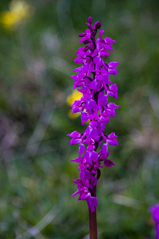Early Purple Orchid Dorsetcamera