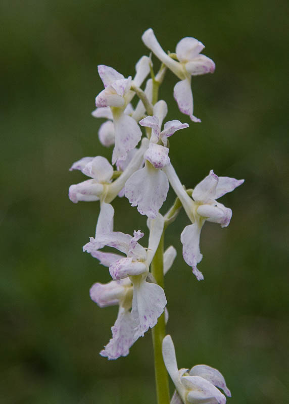 Early Purple Orchid Dorsetcamera