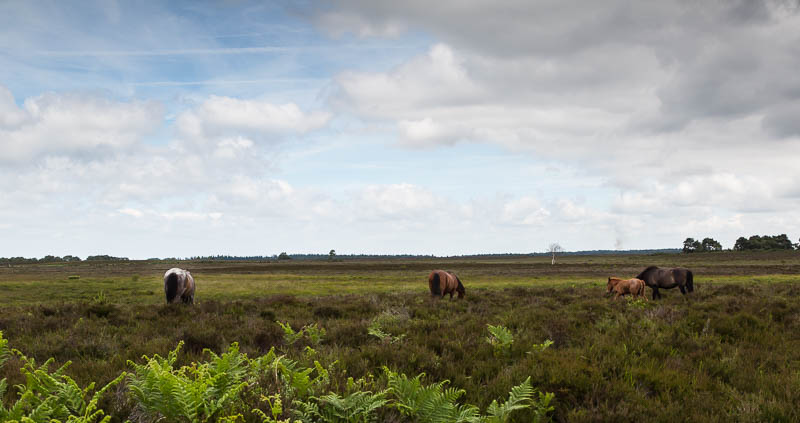 New Forest Hampshire Dorsetcamera
