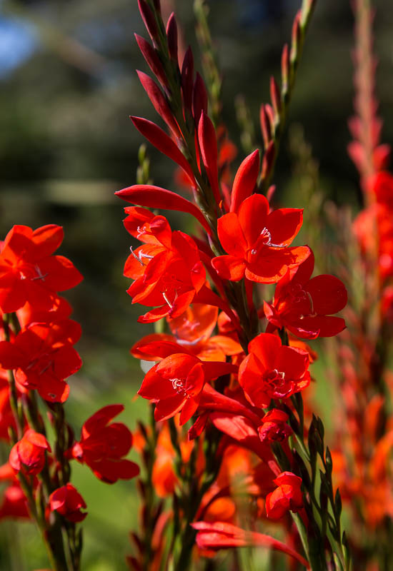 Logan Botanic Gardens Dumfries and Galloway Scotland Dorsetcamera
