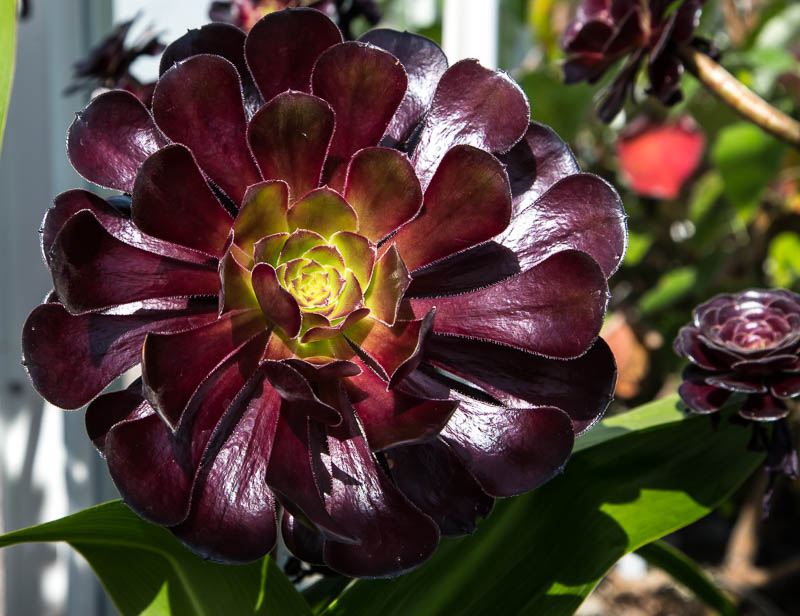 Logan Botanic Gardens Dumfries and Galloway Scotland Dorsetcamera