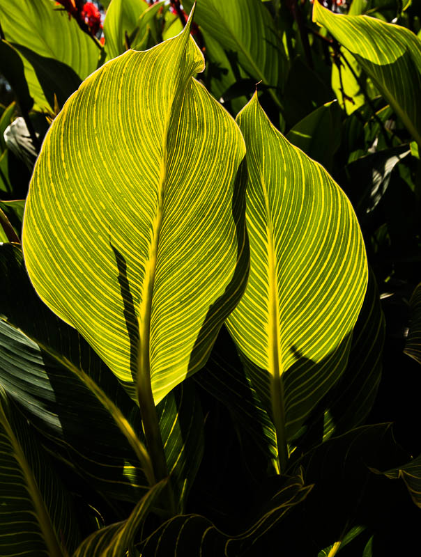 Logan Botanic Gardens Dumfries and Galloway Scotland Dorsetcamera