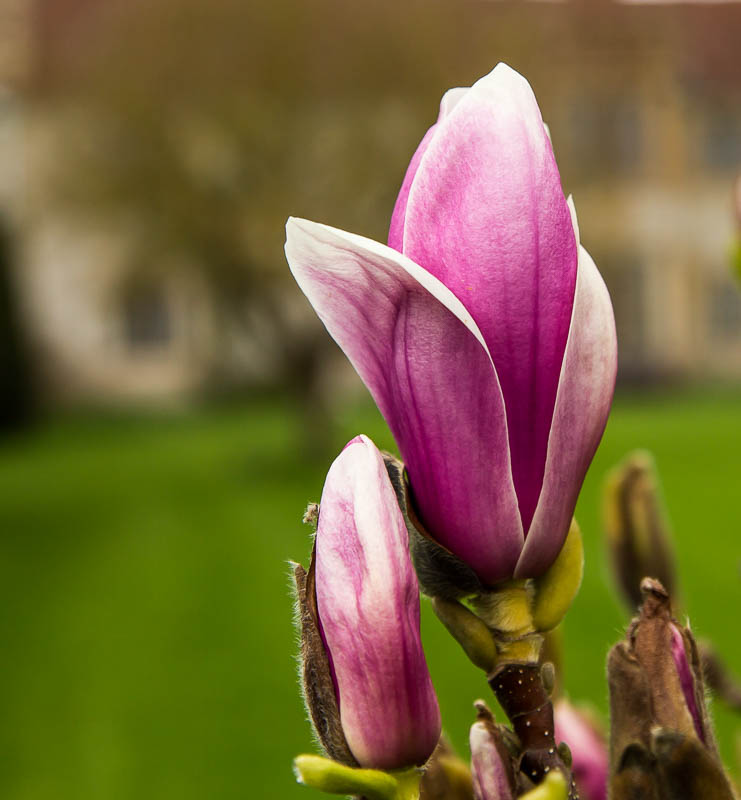 Lytes Cary Somerset National Trust Dorsetcamera