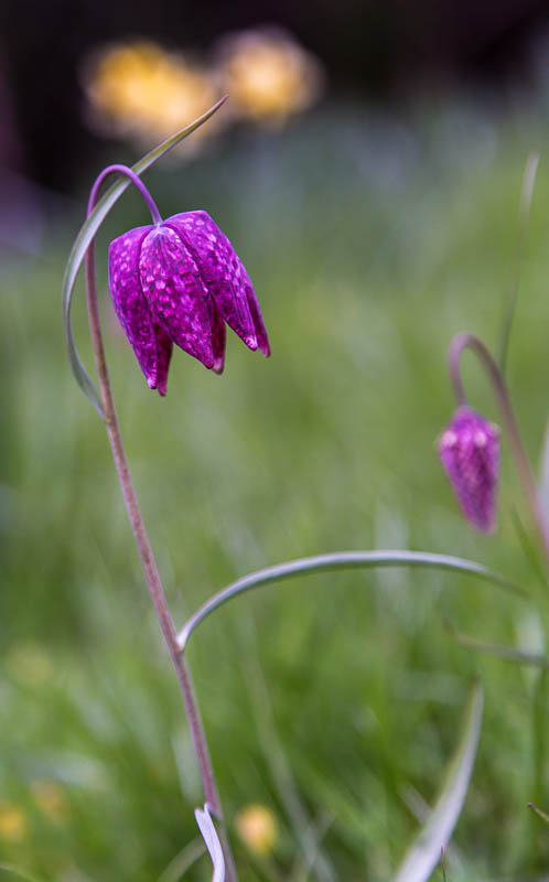 Lytes Cary Somerset National Trust Dorsetcamera