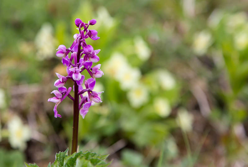 Dorsetcamera Flora Dorset Spring