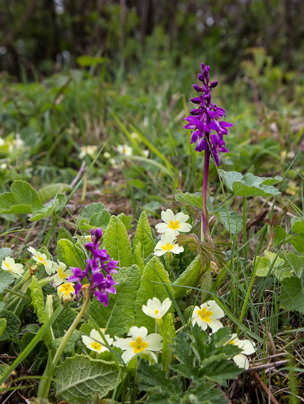 Dorsetcamera Flora Dorset Spring