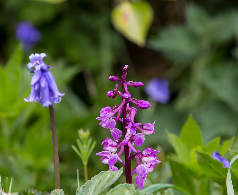 Dorsetcamera Flora Dorset Spring