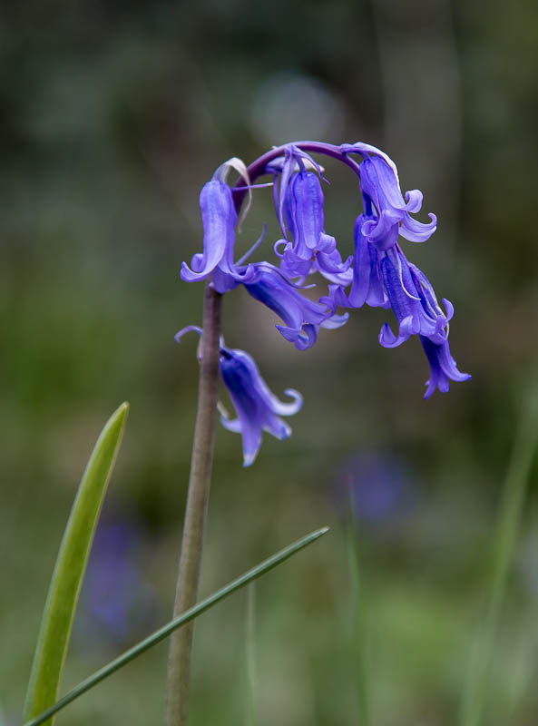 Dorsetcamera Flora Dorset Spring