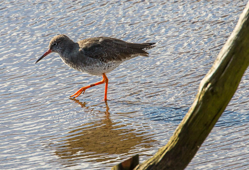 Leighton Moss Lancashire Dorsetcamera Redshank