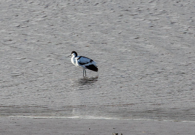 Leighton Moss Lancashire Dorsetcamera Avocet