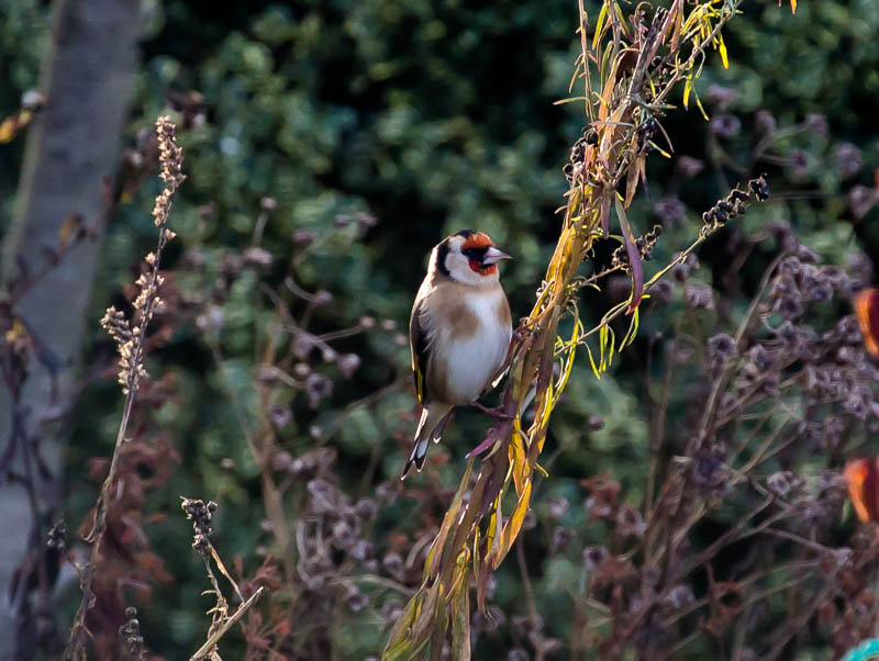 Sherborne Dorset Dorsetcamera Fauna