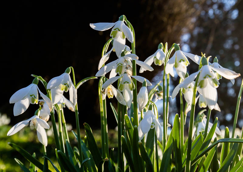 Kingston Lacy National Trust Dorset Dorsetcamera