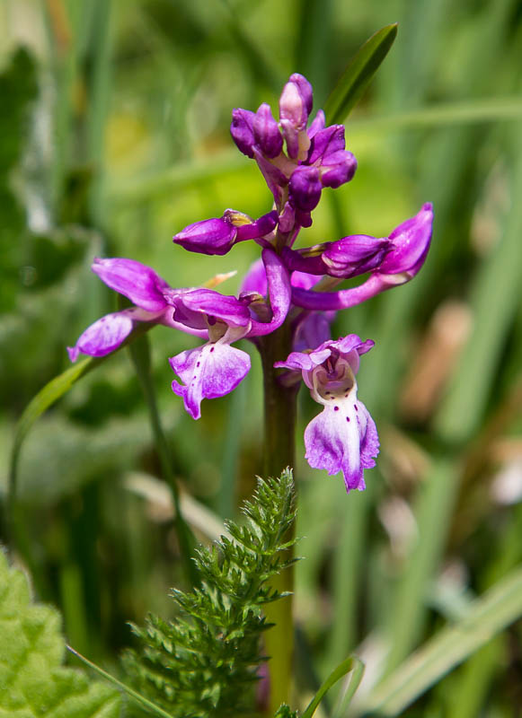 Dorsetcamera Flora Dorset Spring