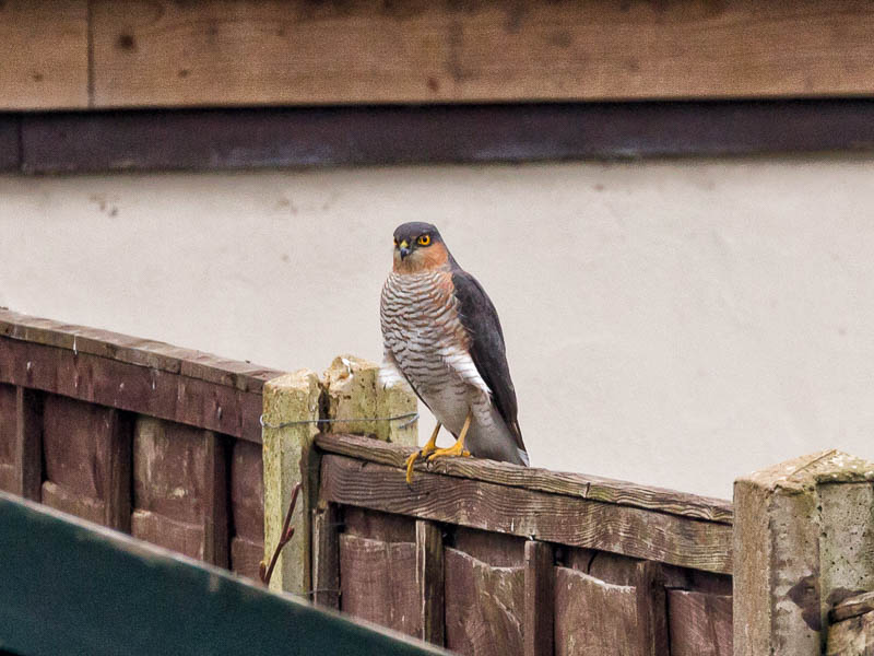 Sherborne Dorset Dorsetcamera Fauna Sparrowhawk