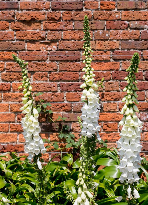 Mottisfont, Hampshire, Dorsetcamera