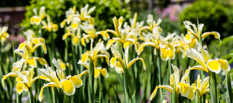 Mottisfont, Hampshire, Dorsetcamera