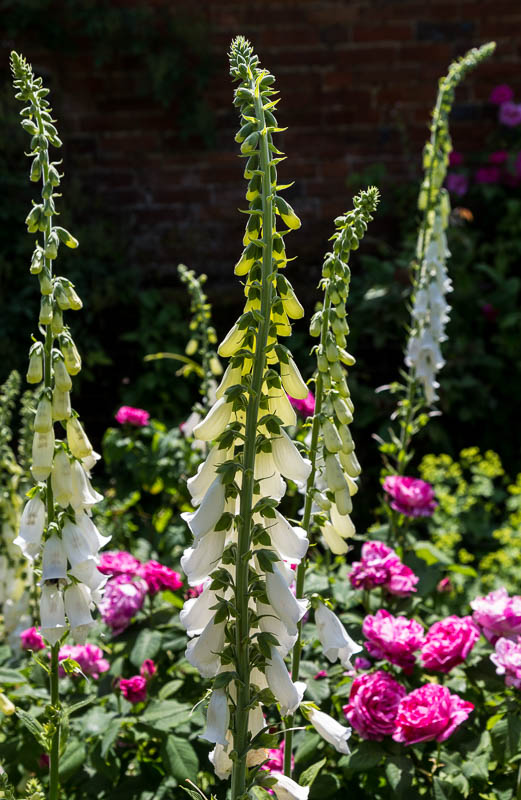 Mottisfont, Hampshire, Dorsetcamera