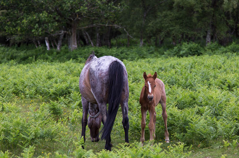 New Forest Hampshire Dorsetcamera