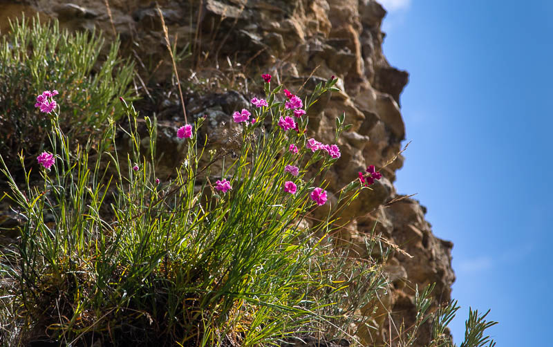 Sherborne Dorset Castle Old Dorsetcamera