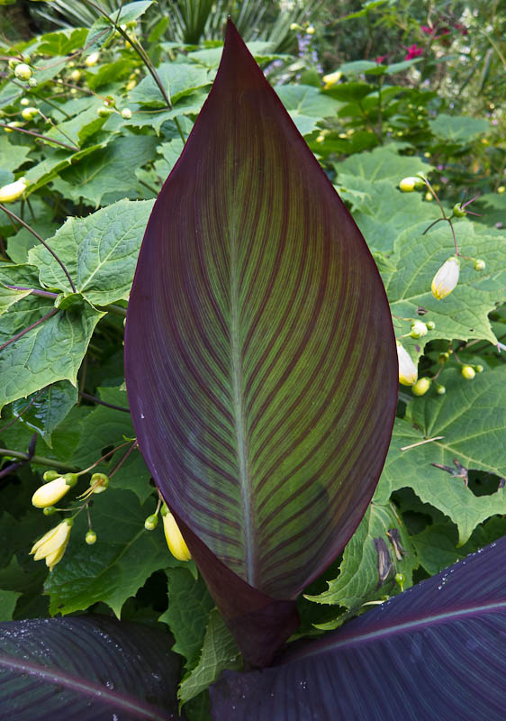 Sub-tropical gardens Abbotsbury Dorset Dorsetcamera